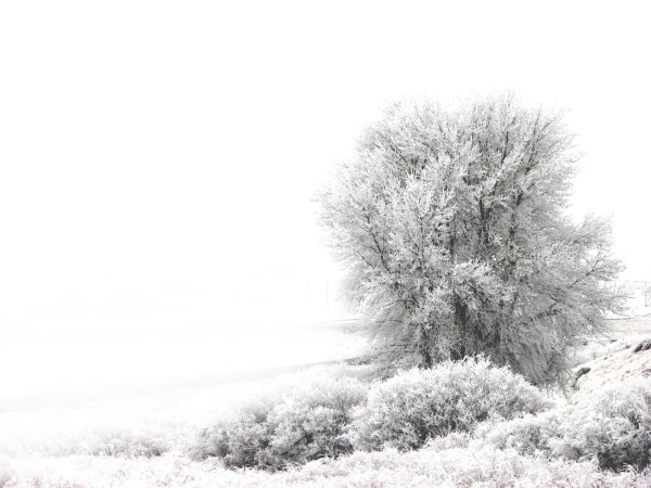 Деревья в снегу на белом фоне