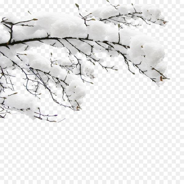 Ветки в снегу на прозрачном фоне