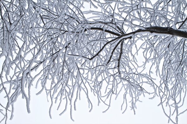 Зимние ветки деревьев
