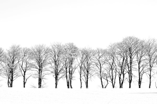 Дерево зимой на белом фоне