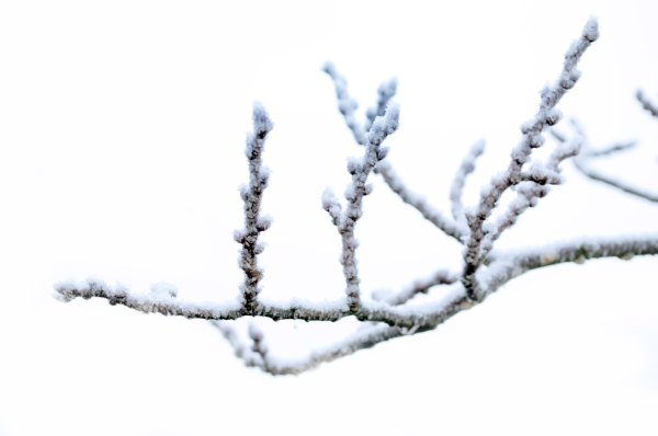 Снежные ветки на прозрачном фоне