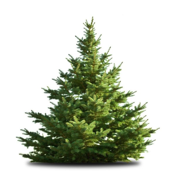 Елка Annapolis fir Tree