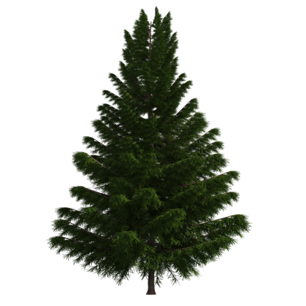 Елка Annapolis fir Tree