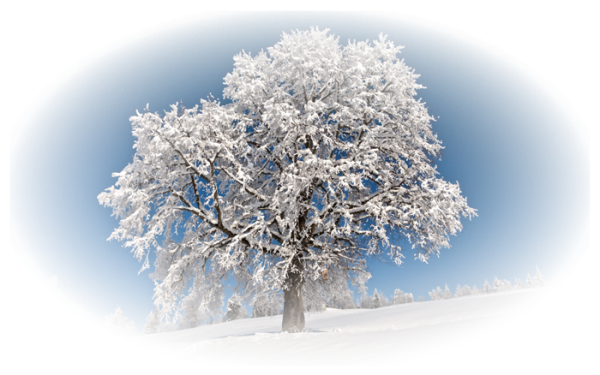 Дерево зимнее на белом фоне