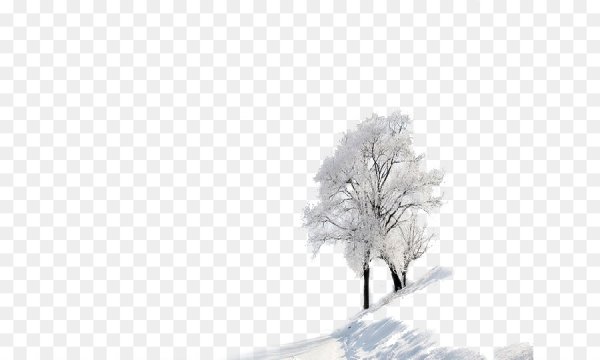 Деревья в снегу без фона