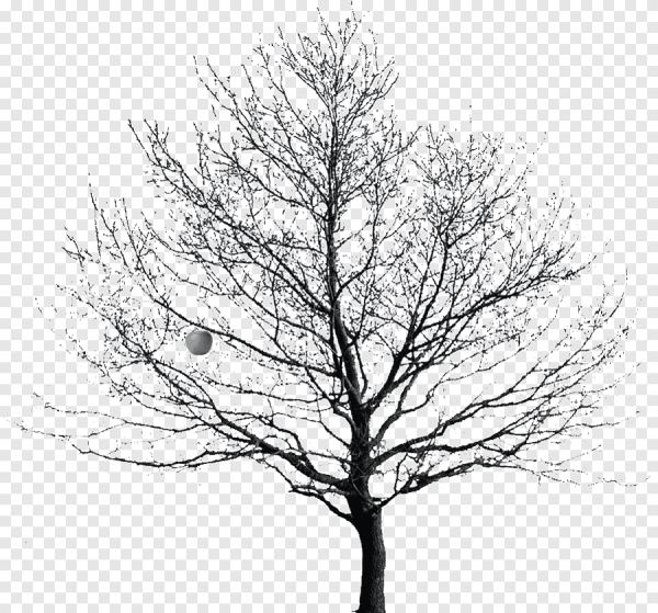 Дерево без листьев на прозрачном фоне