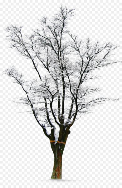 Дерево зимой на прозрачном фоне