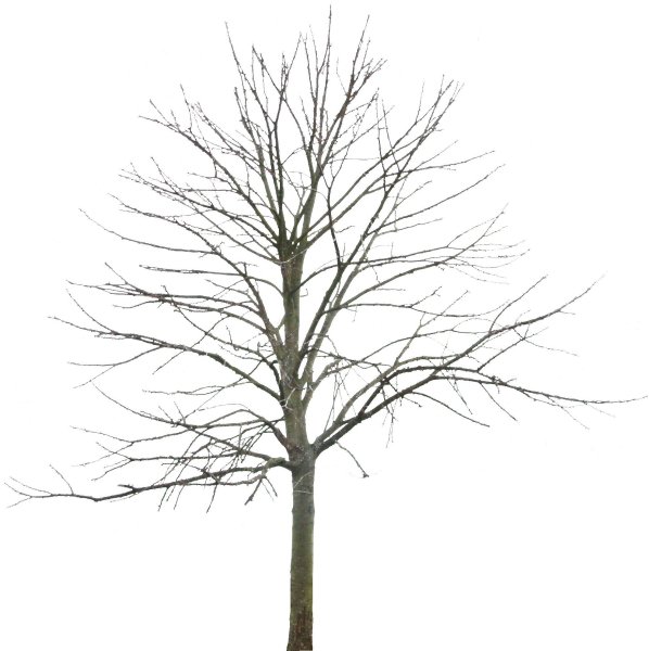 Дерево без листьев