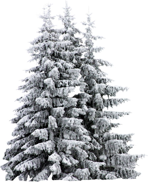 Новогодняя елка в снегу на белом фоне