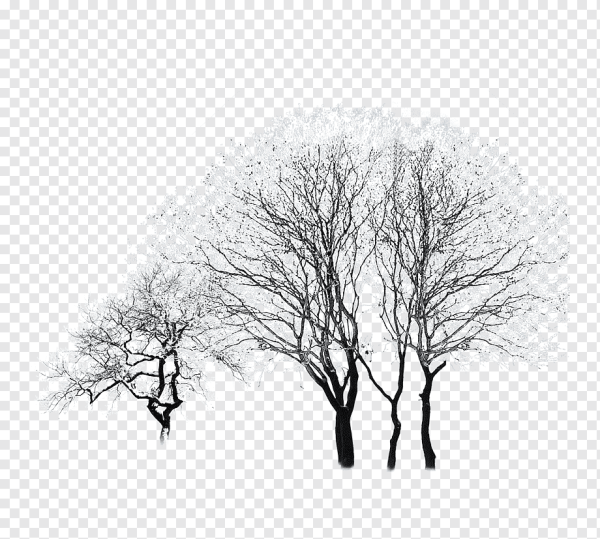 Силуэты заснеженных деревьев