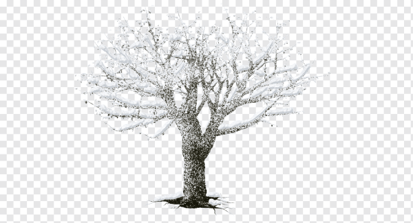 Зимнее дерево без фона