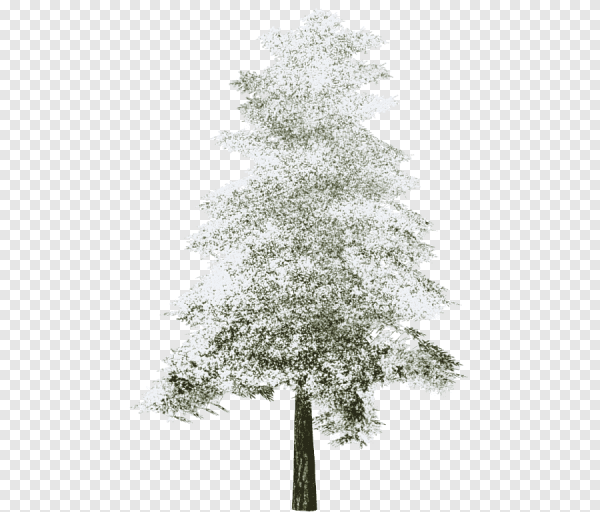 Заснеженное дерево на прозрачном фоне
