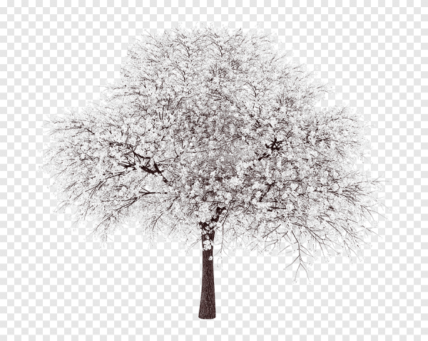 Деревья в снегу без фона