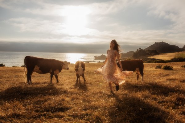 Фотосессия с коровой в поле