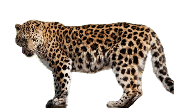 Дальневосточный леопард и Африканский леопард