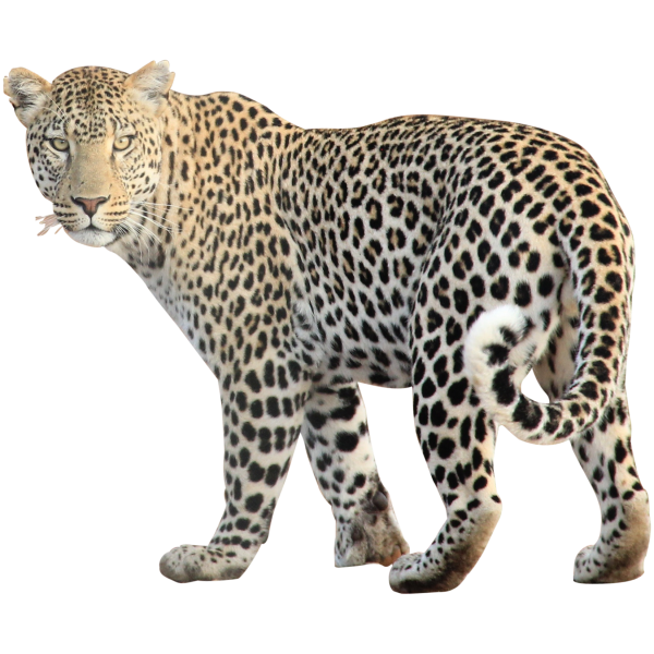 Переднеазиатский леопард в полный рост