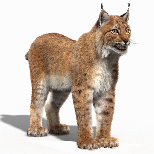 Lynx issiodorensis