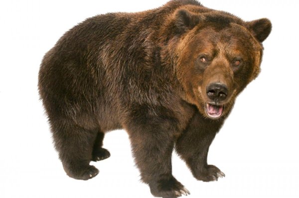 Медведь коричневый