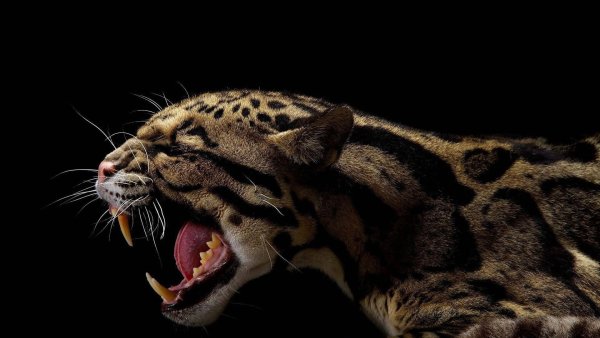 Дымчатый леопард клыки