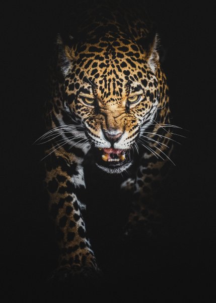 Леопард Кинг