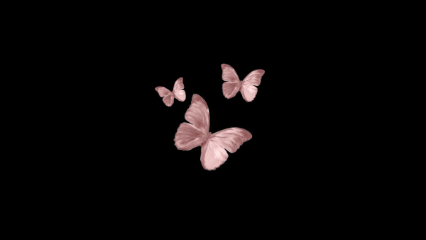 Обои бабочки на черном фоне