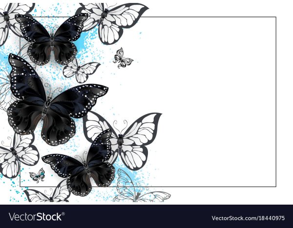 Красивые бабочки на белом фоне