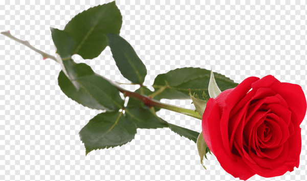 Роза лежит на белом фоне