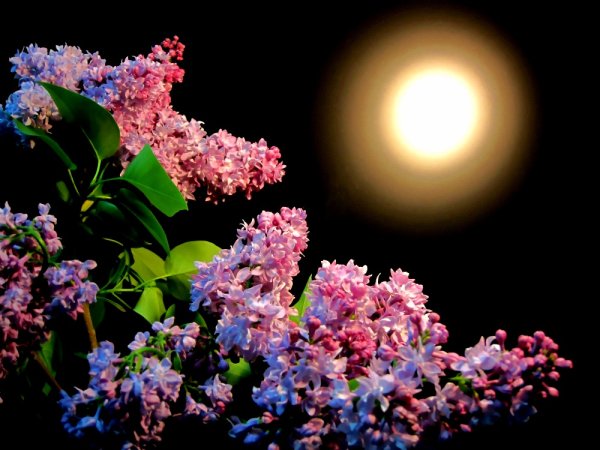 Доброй ночи на фоне цветов