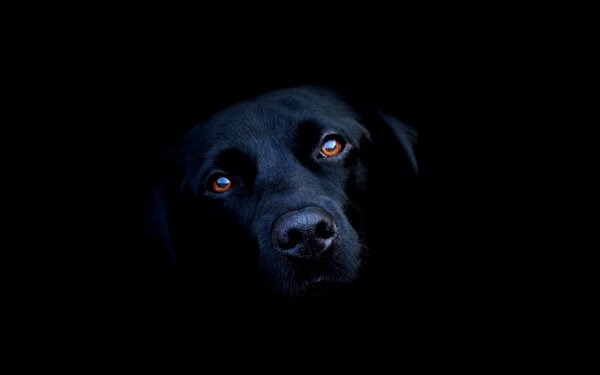 Собака в темноте