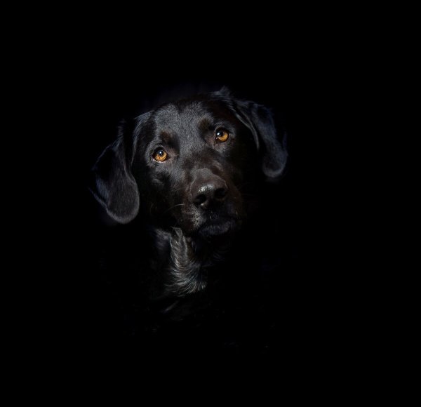 Собака на черном фоне