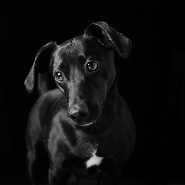 Фотосессия собаки на черном фоне