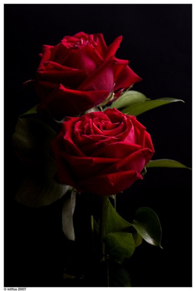 Две красные розы на черном фоне