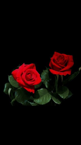 Букет роз на темном фоне