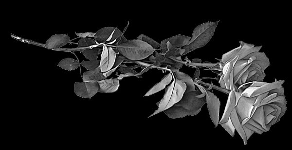 Две розы на черном фоне