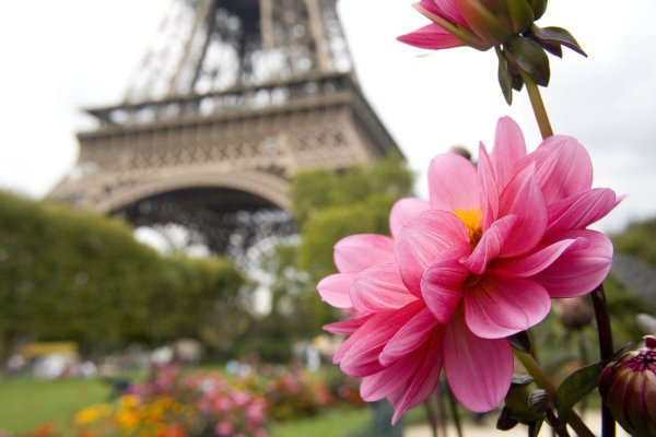 Париж Эйфелева башня цветы