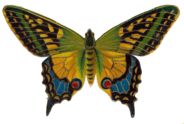 Бабочка симметрия