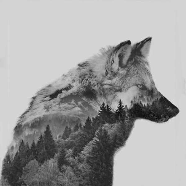 Эскиз тату волк в лесу