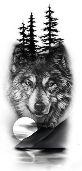 Эскиз волка на фоне леса