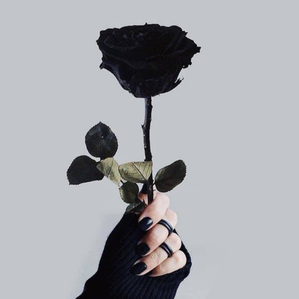 Черная роза в руке