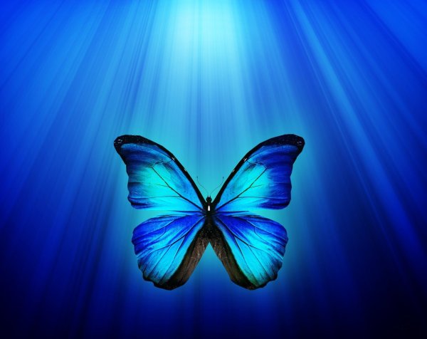 Бабочка черная с синим