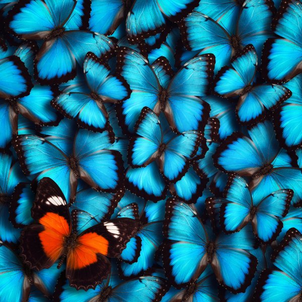 Бабочки голубые много