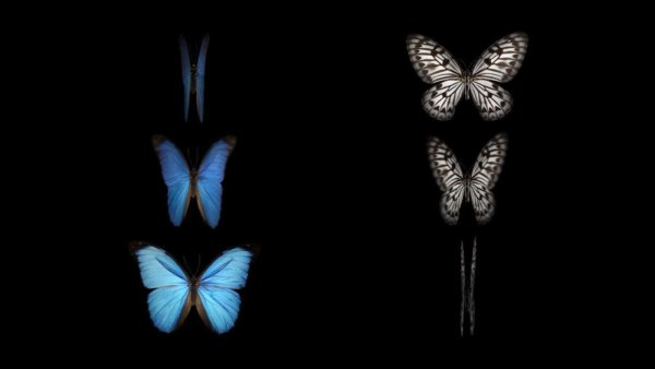 Бабочки на черном фоне картинки