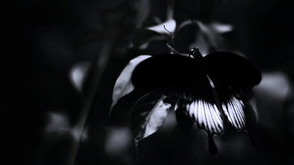 Черные бабочки Эстетика