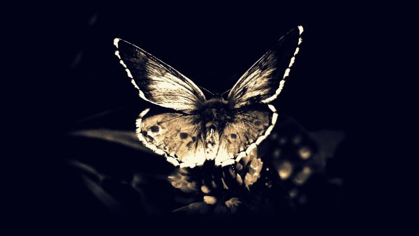 Мрачные бабочки