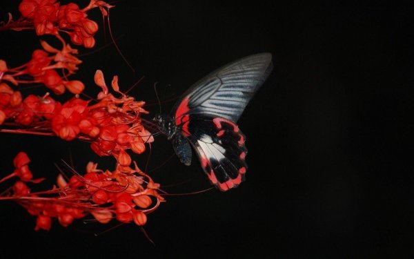 Эстетика бабочки на темном фоне