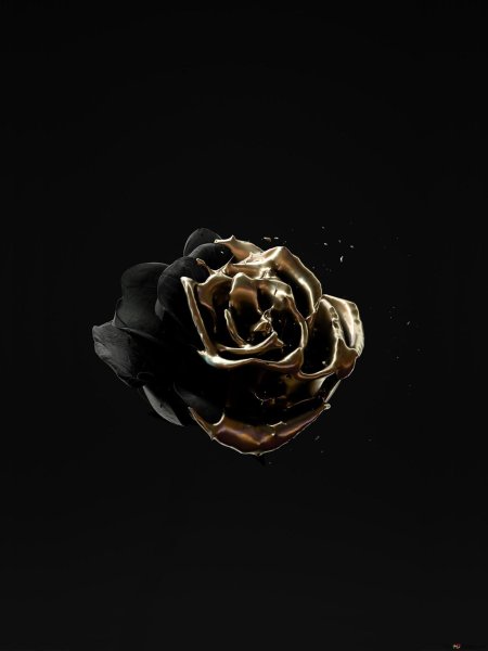 Эстетика розы на черном фоне