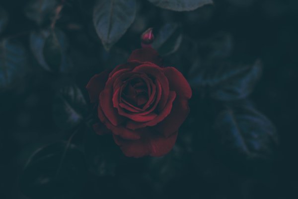 Роза на черном фоне