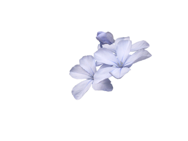 Мелкие цветы на прозрачном фоне