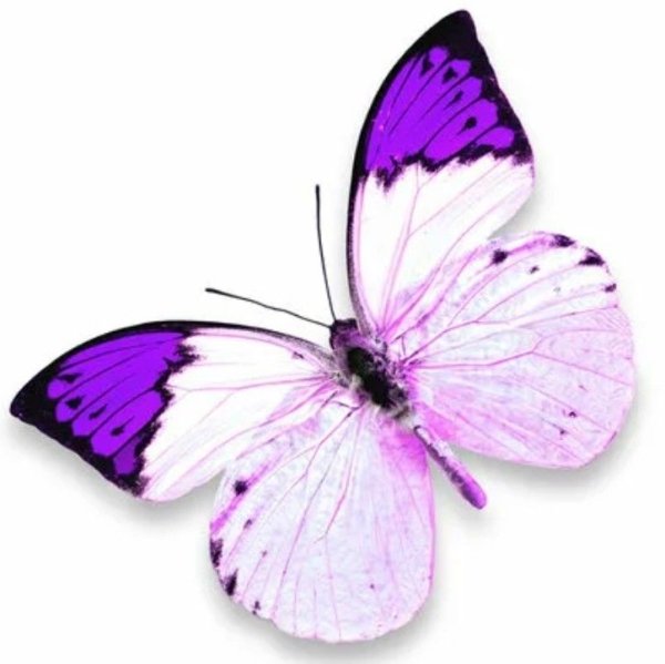 Бабочки бело фиолетовые