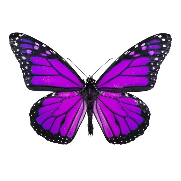 Фиолетовые бабочки для печати